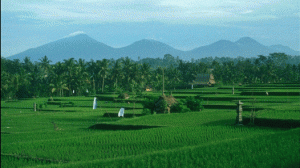 Rice Field, Indonesia