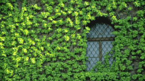 Ivy Covers a Historic Building