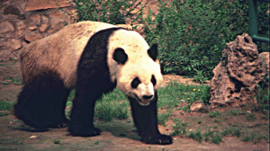 The Panda, China's Living Teddy Bear